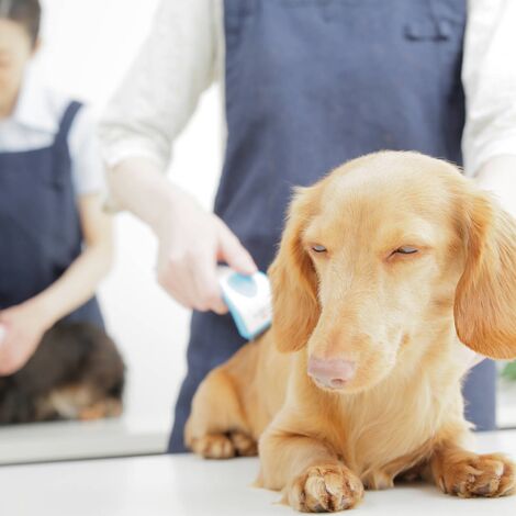 毛並を揃えられる犬