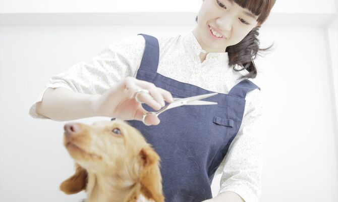 ベテランのトリマー