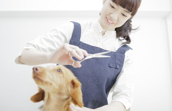 荒尾でペットのトリミングを行っているサロンは丁寧で安心な対応を行います