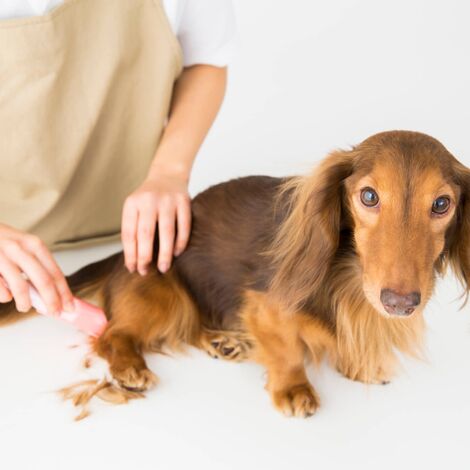 毛並を揃えてもらっている犬