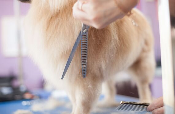 荒尾でトリミングを行っているサロンには洗練されたカット技術がございます