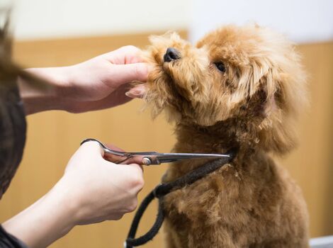 犬の毛をハサミで切る