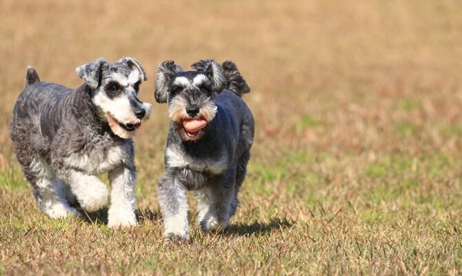 遊ぶ２匹の犬