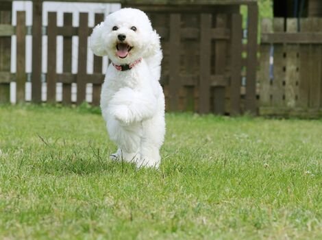 ドッグカフェ12