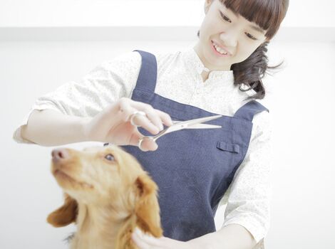 ベテランのトリマー