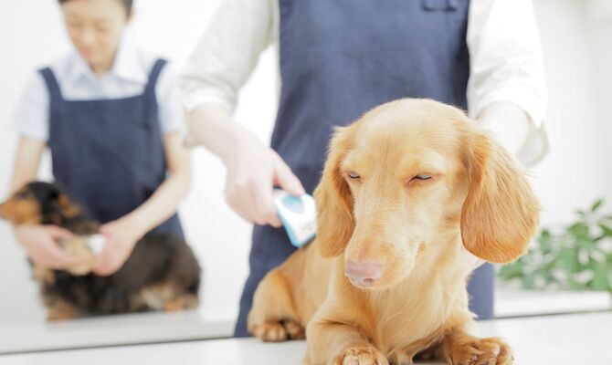 毛並を揃えられる犬