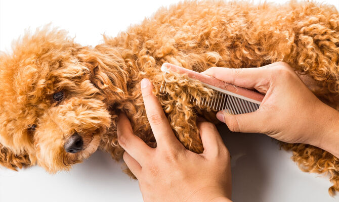 ペットサロン30