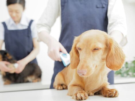 毛並を揃えられる犬_R