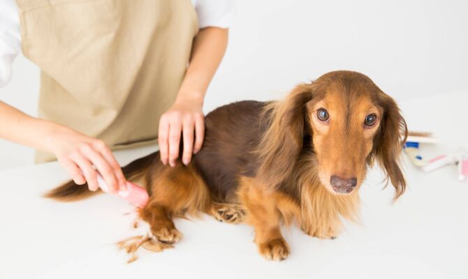 毛並を揃えてもらっている犬_R