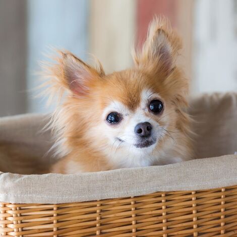 ドッグカフェ6_R