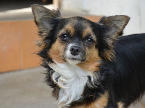 chihuahua-440033_1920_R_R