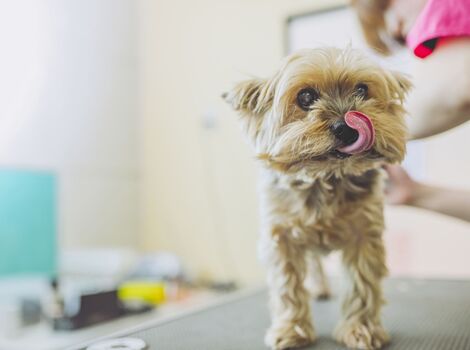 ペットサロン23_R