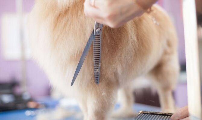 ペットサロン24_R