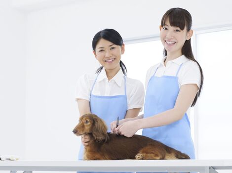 トリミングをするスタッフ