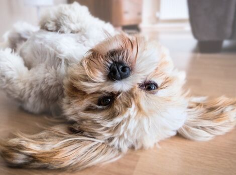 dog-2785077_1920_R