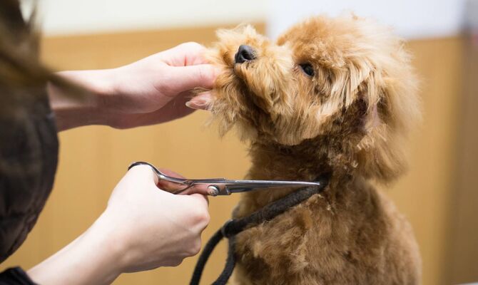 犬の毛をハサミで切る_R
