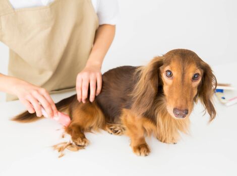 毛並を揃えてもらっている犬