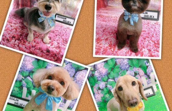 トリミング後は写真撮影♪　荒尾市トリミングドッグサロンチェルシー