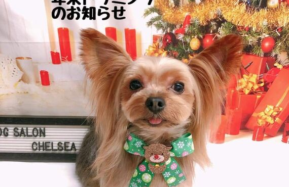 年末トリミングご予約受付中です！荒尾市トリミングドッグサロンチェルシー