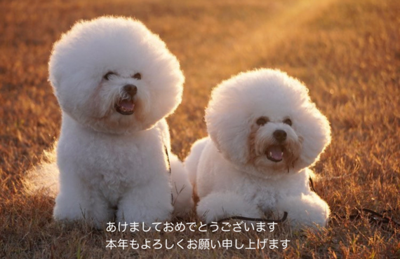 明けましておめでとうございます！荒尾市トリミングドッグサロンチェルシー